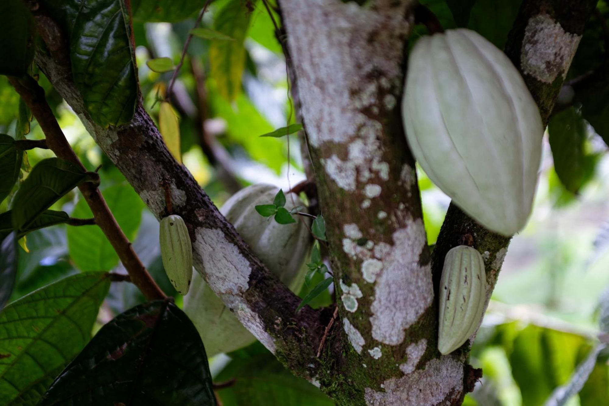 Essence Arenal Spa & Yoga El Castillo Luaran gambar